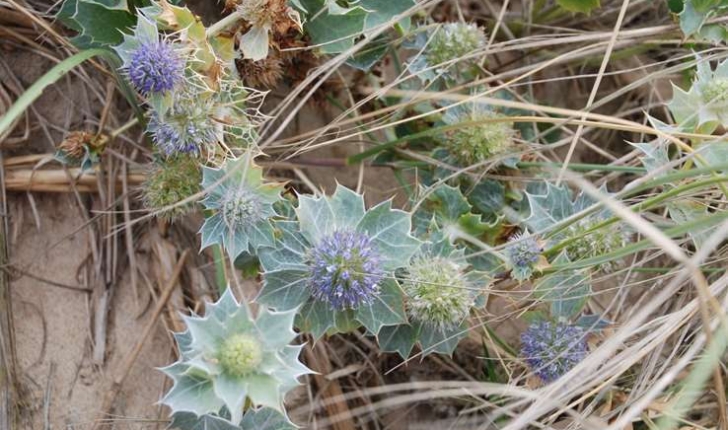 Eryngium maritimum (Linné, 1753)