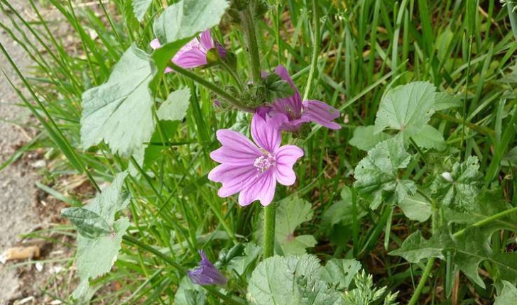 Malva sylvestris (L. 1753)