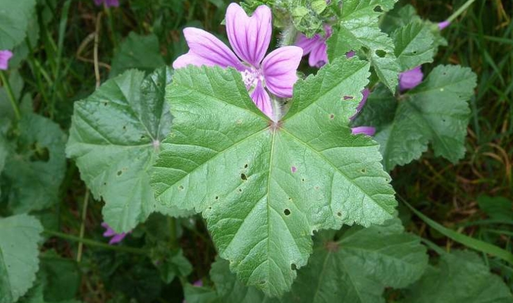 Malva sylvestris (L. 1753)