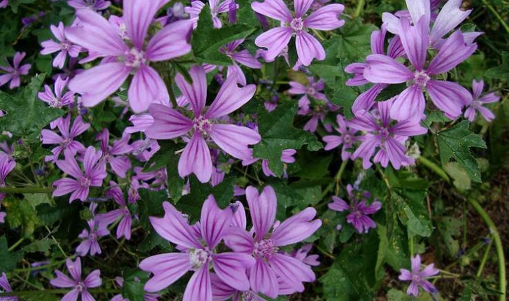 Malva sylvestris (L. 1753)