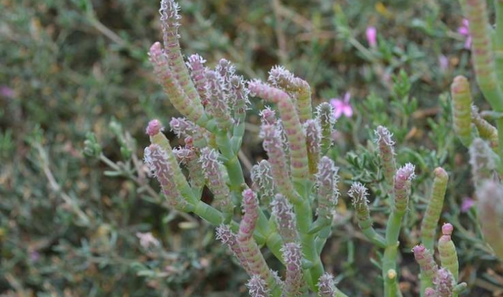 Salicornia europaea (Linné, 1753)