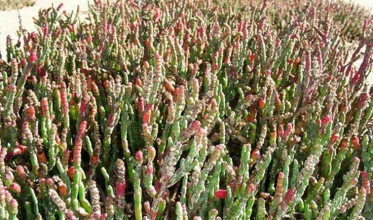 Salicornia europaea (Linné, 1753)