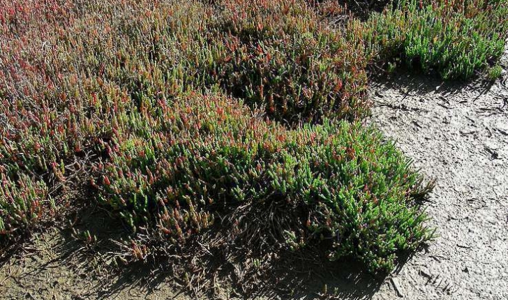 Salicornia europaea (Linné, 1753)