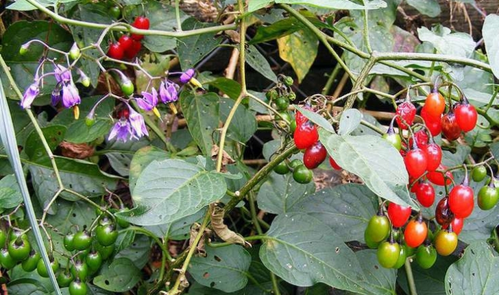 Solanum dulcamara (L.,1753)
