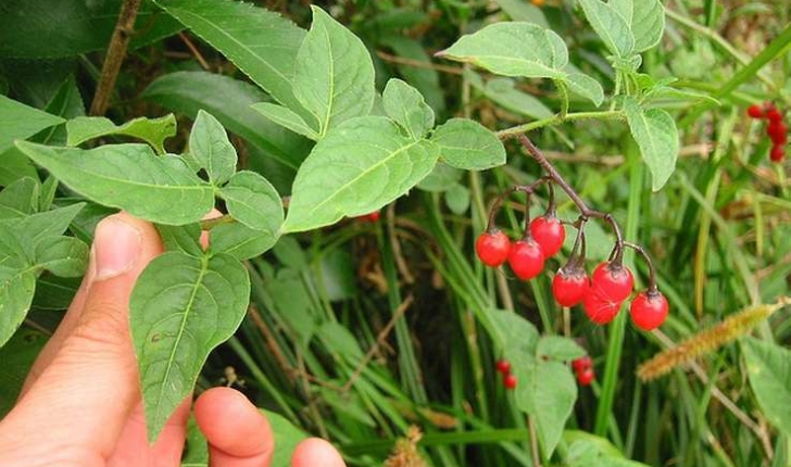 Solanum dulcamara (L.,1753)