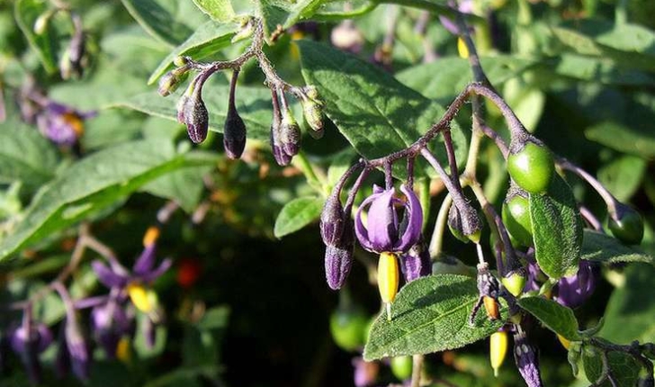 Solanum dulcamara (L.,1753)