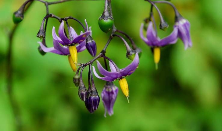 Solanum dulcamara (L.,1753)