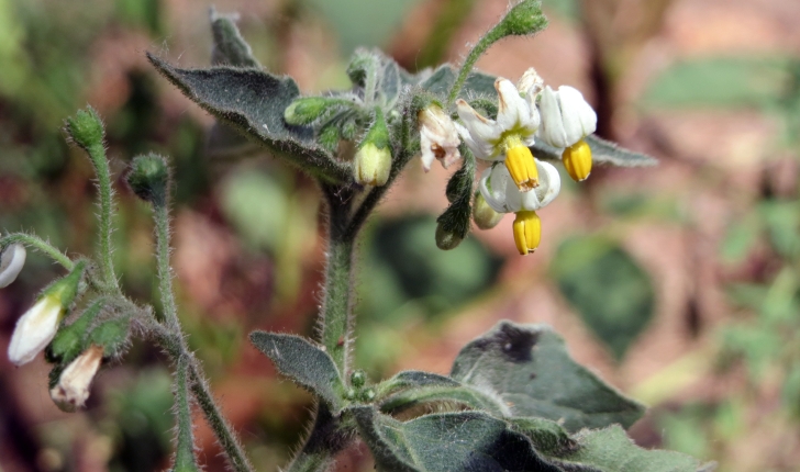 Solanum nigrum L., 1753