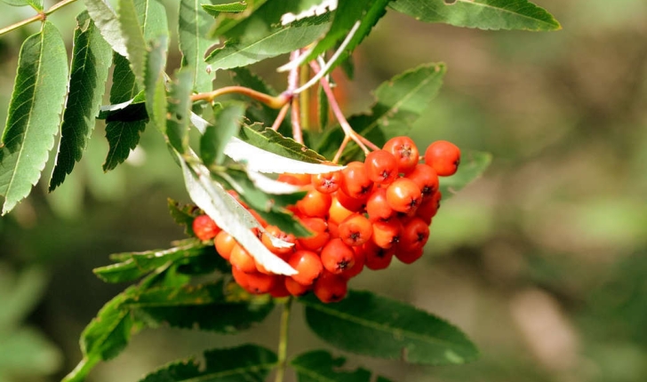Sorbus aucuparia L.