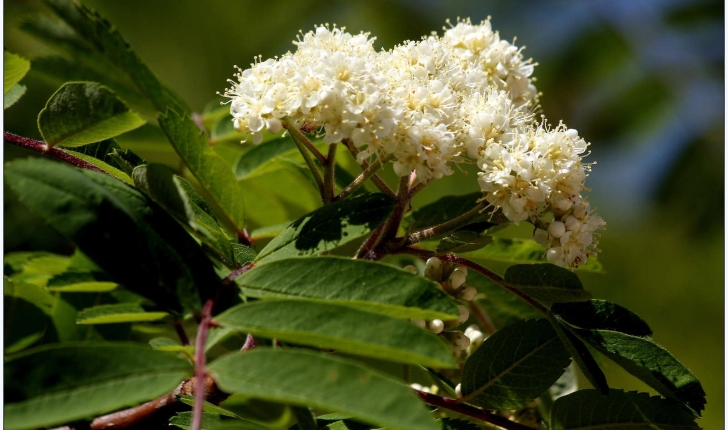 Sorbus aucuparia L.
