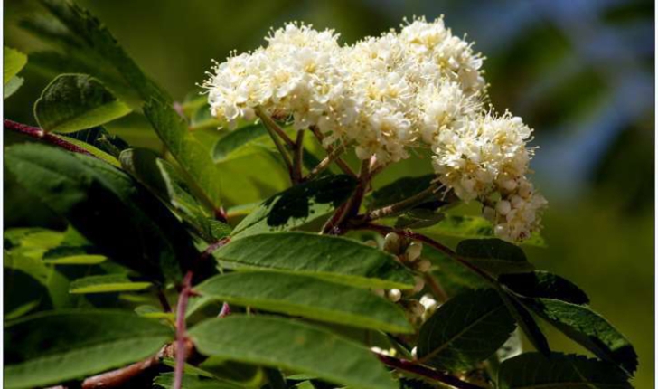 Sorbus sp.