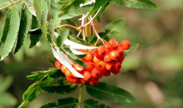 Sorbus sp.