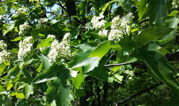 Sorbus torminalis (L. Crantz, 1763)