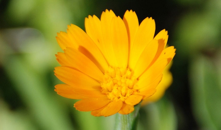 Calendula arvensis
