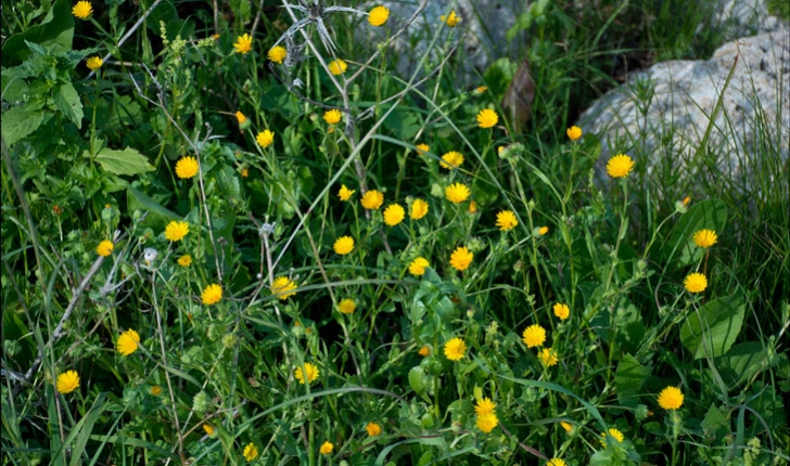 Calendula arvensis