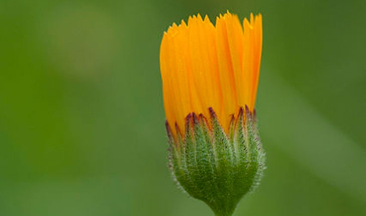 Calendula arvensis