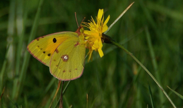 Colias crocea (Fourcroy, 1785)
