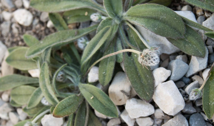 Plantago lagopus (Linné, 1758)