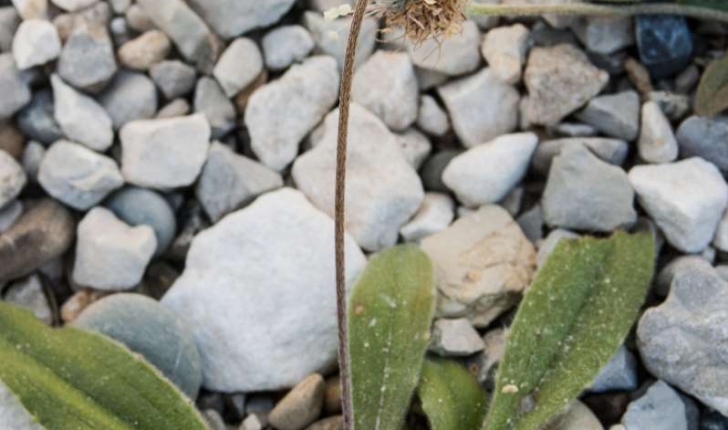 Plantago lagopus (Linné, 1758)