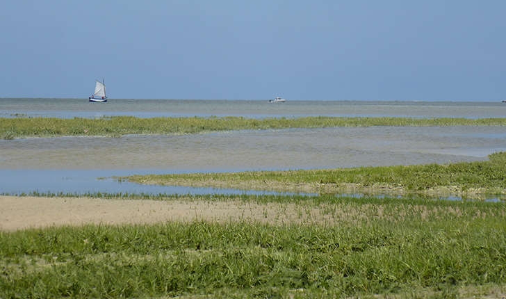 Spartina x townsendii (H.Groves & J.Groves, 1881)
