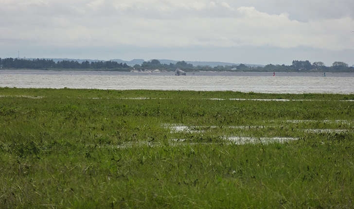 Spartina x townsendii (H.Groves & J.Groves, 1881)