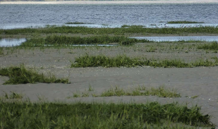 Spartina x townsendii (H.Groves & J.Groves, 1881)