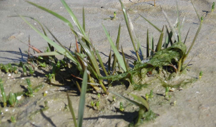 Spartina x townsendii (H.Groves & J.Groves, 1881)