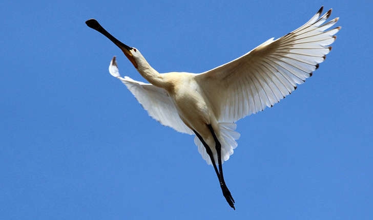 Platalea leucorodia (Linnaeus, 1758)