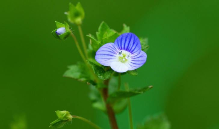 Veronica arvensis