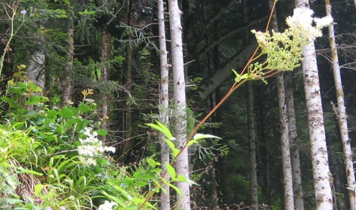 Filipendula ulmaria (L.) Maxim.