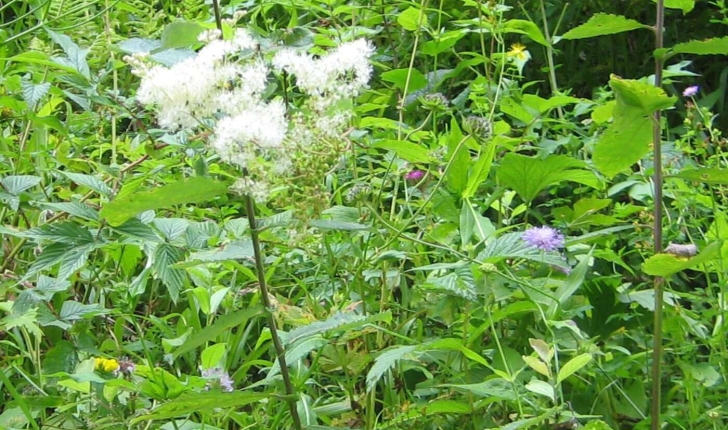Filipendula ulmaria (L.) Maxim.