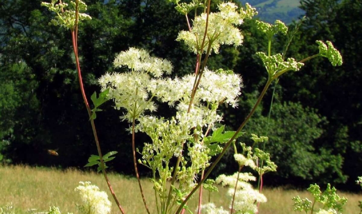 Filipendula ulmaria (L.) Maxim.