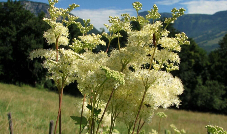 Filipendula ulmaria (L.) Maxim.