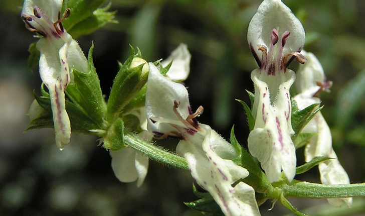Stachys recta L.
