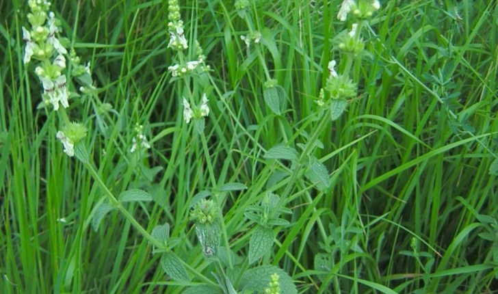 Stachys recta L.