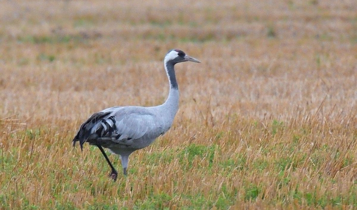 Grus grus (Linnaeus 1758)