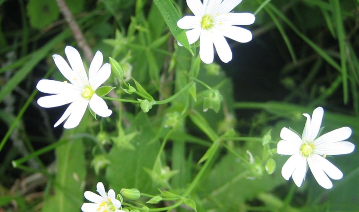 Stellaria holostea L.