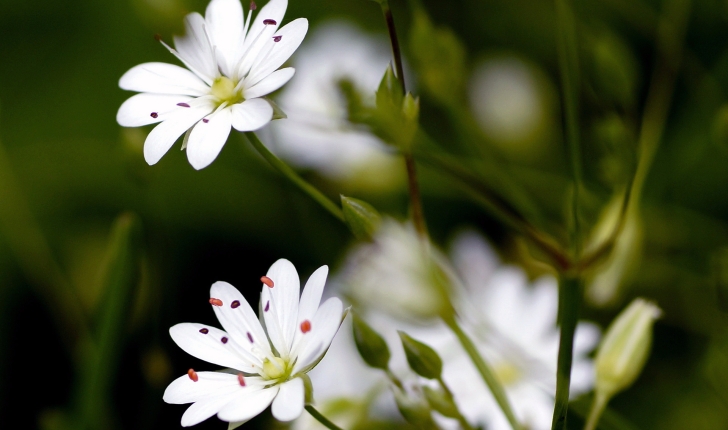 Stellaria graminea L., 1753