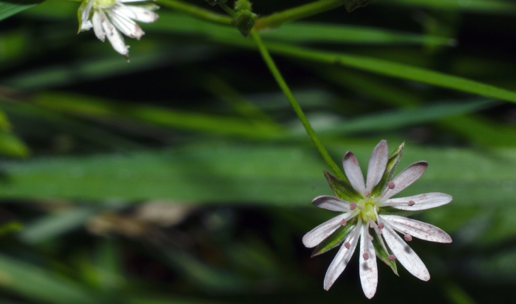 Stellaria graminea L., 1753