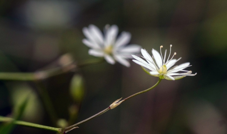 Stellaria graminea L., 1753