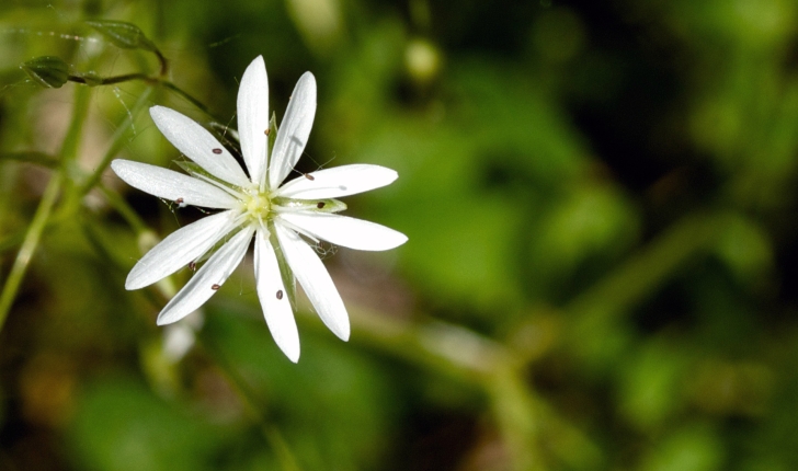 Stellaria graminea L., 1753