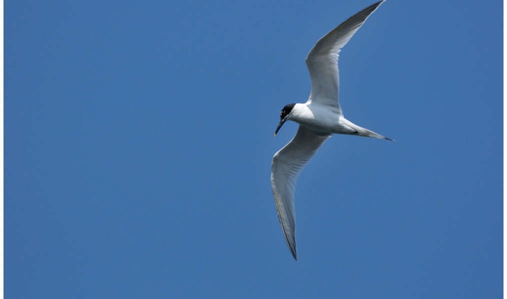 Thalasseus sandvicensis (Latham, 1787)