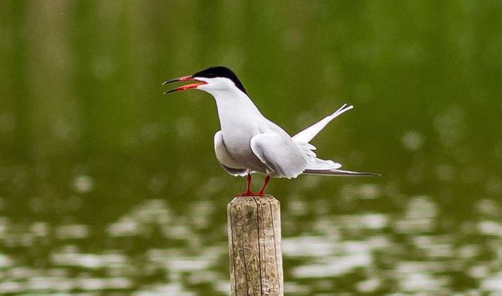 Sterna hirundo (Linnaeus, 1758)