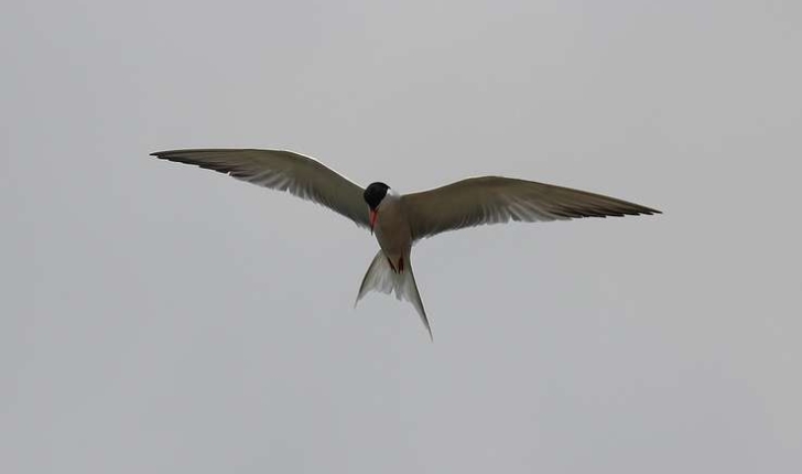 Sterna hirundo (Linnaeus, 1758)