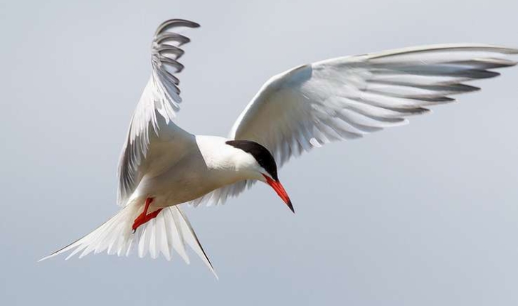 Sterna hirundo (Linnaeus, 1758)