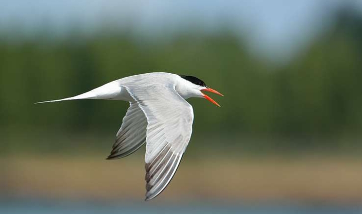 Sterna hirundo (Linnaeus, 1758)
