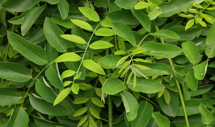 Styphnolobium japonicum