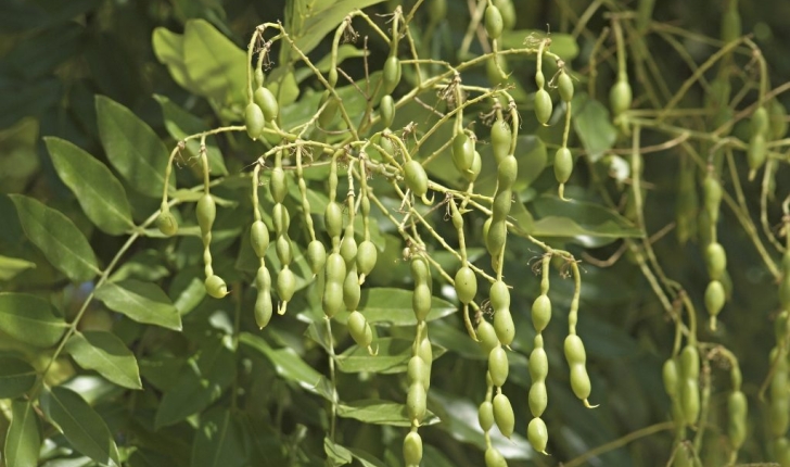 Styphnolobium japonicum