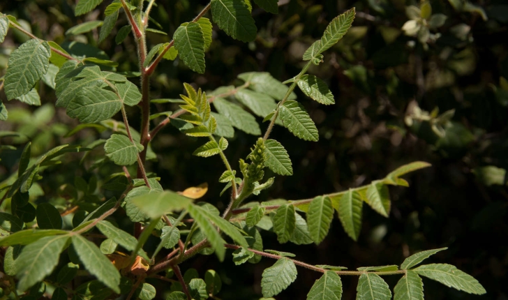 Rhus coriaria (Linné, 1758)