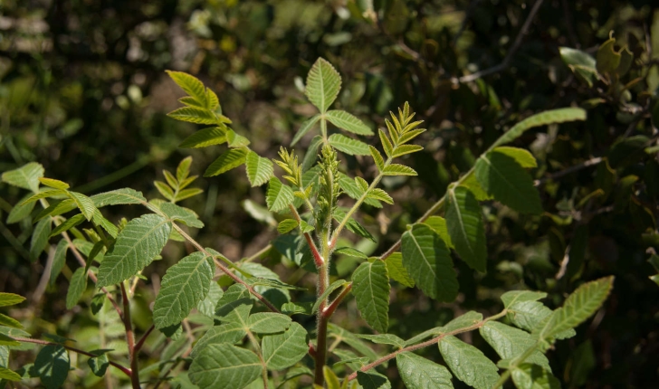 Rhus coriaria (Linné, 1758)